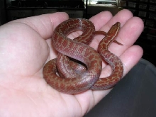 HS Male 1