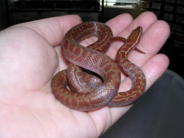 HS Male 1
