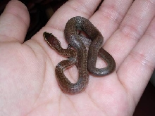 HS Female 2