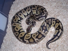 S/A Lemon Female