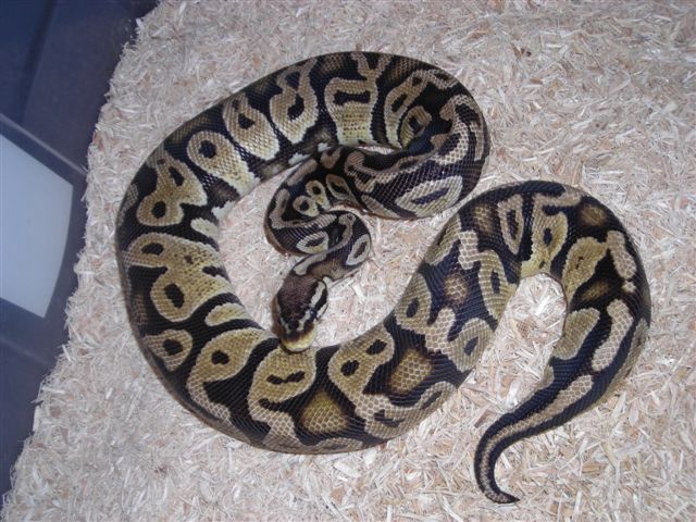 S/A Lemon Female