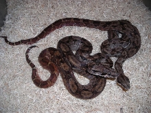 2- Hyp Nic females