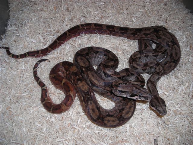 2- Hyp Nic females