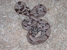 Hypo Arab het Albino