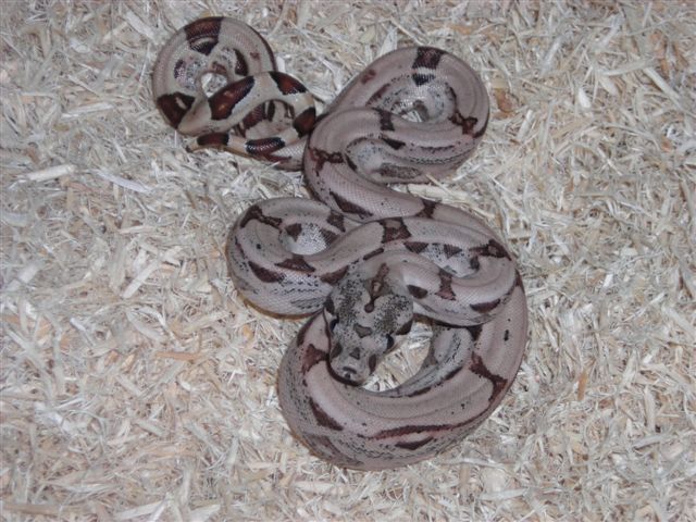 Hypo Arab het Albino