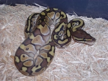 Lesser Het Ghost male