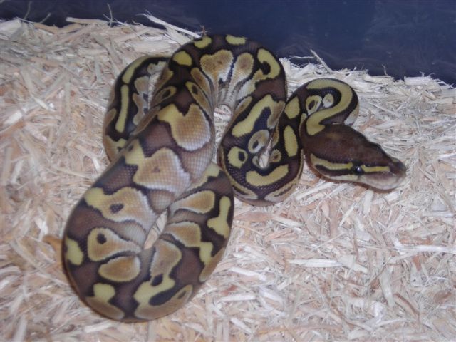 Lesser Het Ghost male