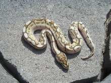 Lesserbee het ghost