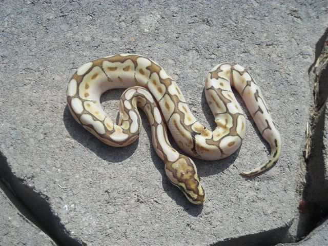 Lesserbee het ghost