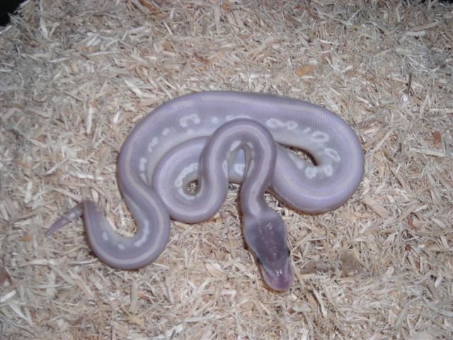 mp male