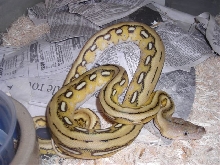 Platinum Tiger male