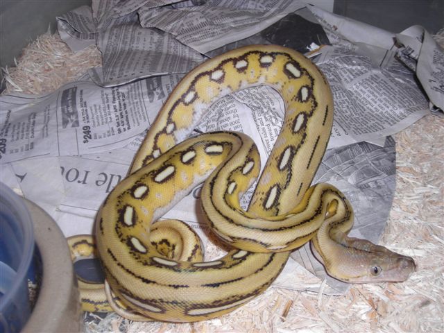 Platinum Tiger male