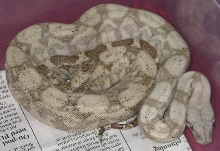 Female Hogg