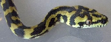 IJCP Female