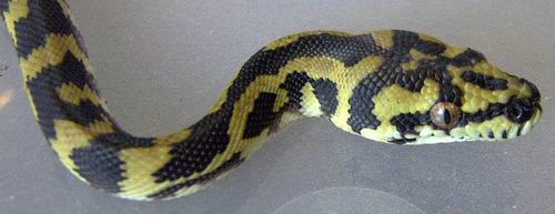 IJCP Female