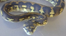 IJCP Male