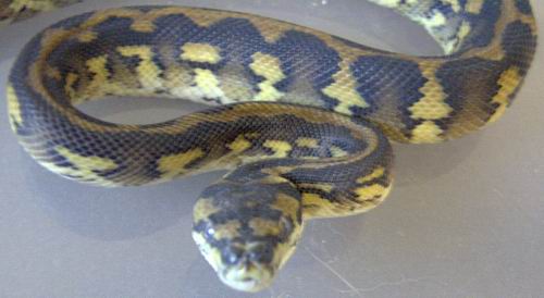 IJCP Male