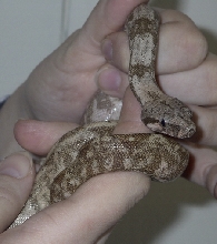 Hogg Female