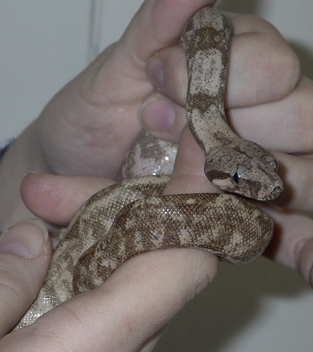 Hogg Female
