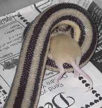 Mòrag Eating