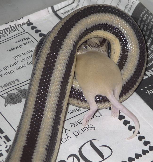 Mòrag Eating
