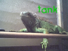 tank 2