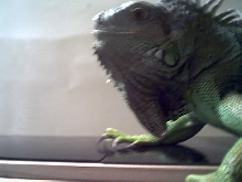 tank