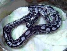 New blood line the Purple axanthic !!!