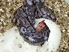 New Line the puplre  axanthic BP