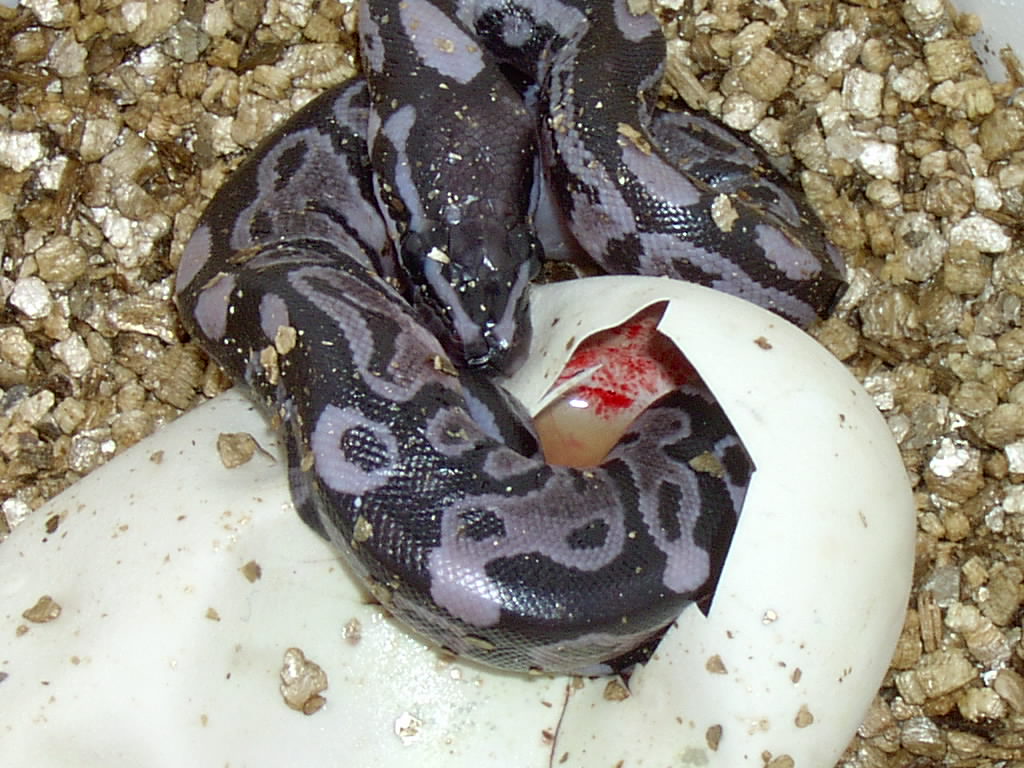 New Line the puplre  axanthic BP
