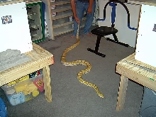purple albino male retic