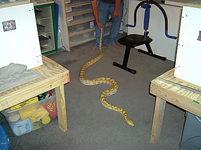 purple albino male retic