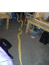 lavendar albino female retic