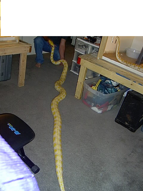 lavendar albino female retic
