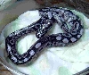 New line Purple axanthic !!!