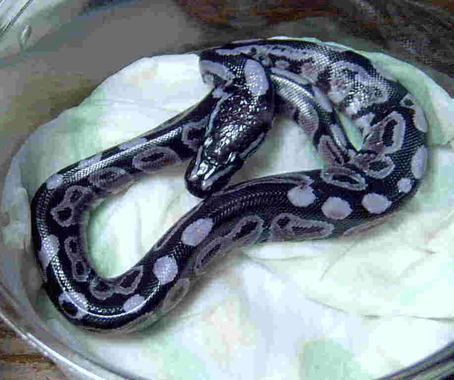 New line Purple axanthic !!!