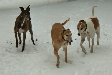Cher, Babe and Al in the snow