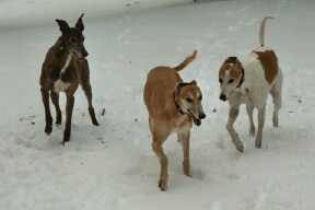 Cher, Babe and Al in the snow