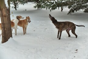 In snow Al stretches with Babe & Cher