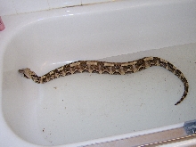 Male West African Gaboon