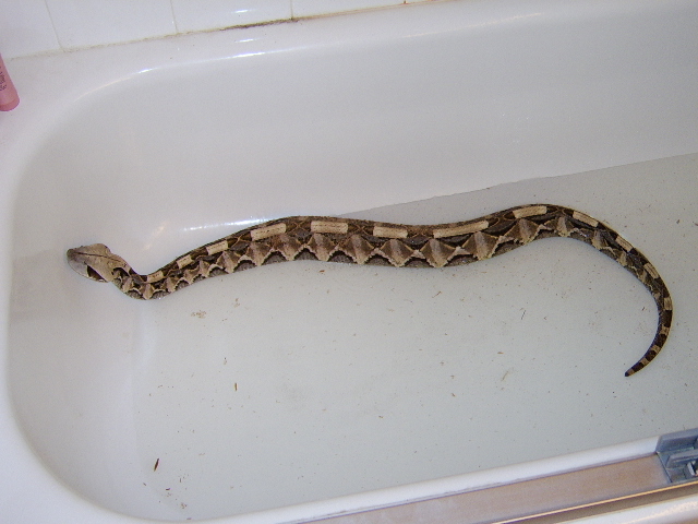 Male West African Gaboon