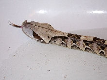 Male WA Gaboon