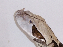 Male West African Gaboon