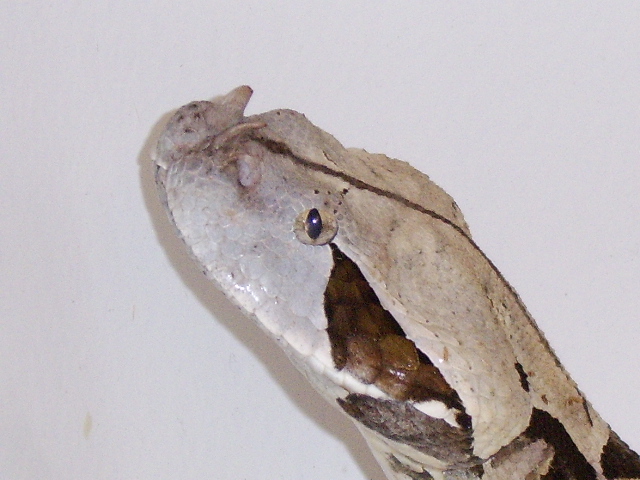 Male West African Gaboon