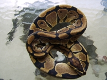 Female Het Pied