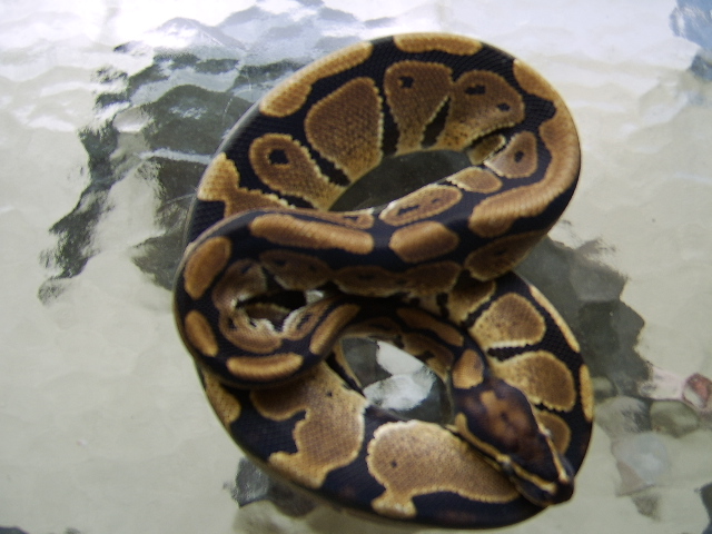 Female Het Pied