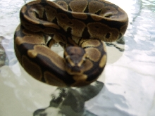 Female Het Pied #2