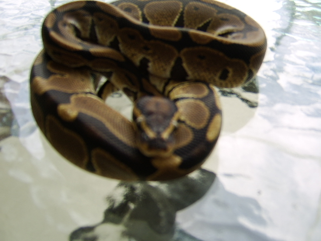 Female Het Pied #2
