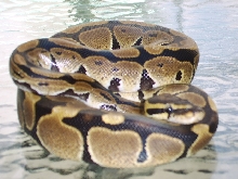 Female Het Pied