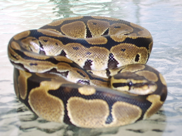 Female Het Pied